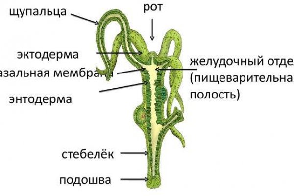 Bs2web at зеркала blacksprute com