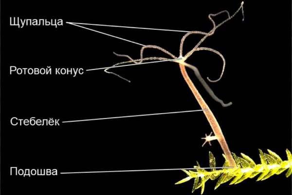 Блэк спрут где взять код аккаунта